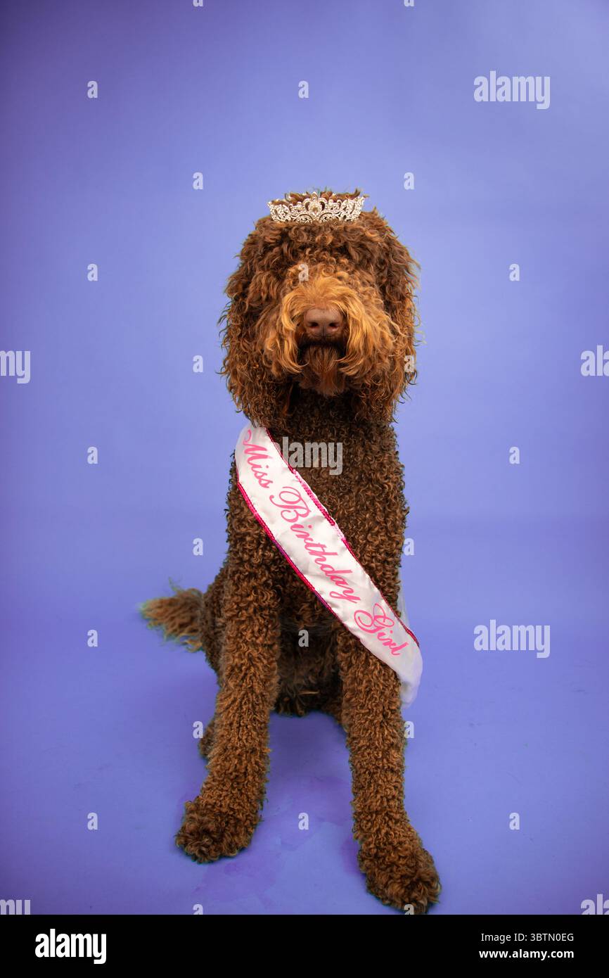 Portrait d'un doré brun chocolat portant une diadème et une ceinture avec les mots Miss Birthday Girl Banque D'Images