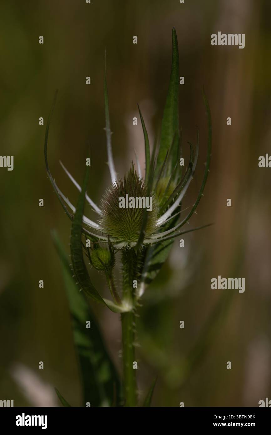 Tête de teasel (Dipascus) avant la floraison Banque D'Images