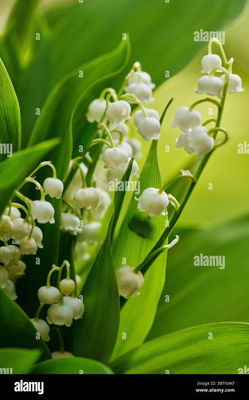 Beau lis blanc des fleurs poussant parmi les feuilles vertes vibrantes Banque D'Images