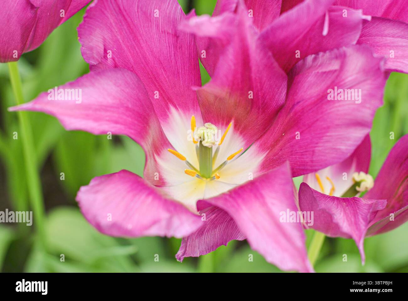 Gros plan de fleur de tulipe rose fleurie avec centre blanc et jaune. Banque D'Images