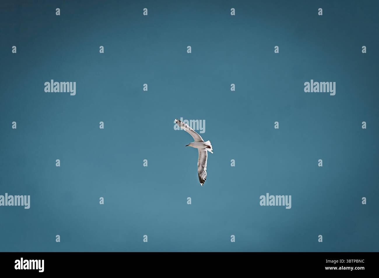 Mouette volant seul dans un ciel bleu clair, les ailes se sont déployées en largeur à mi-vol. Banque D'Images