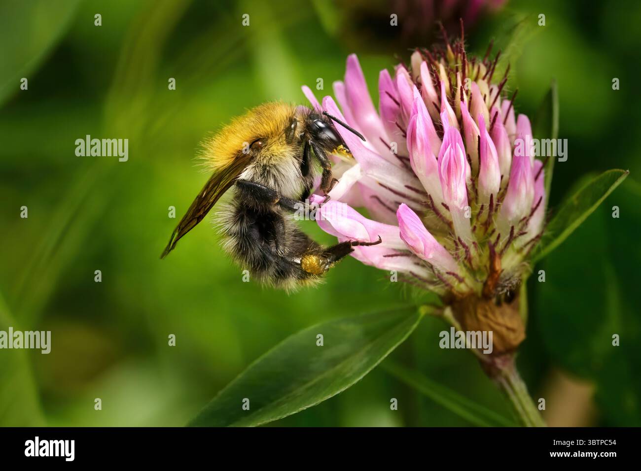 Abeille cardée commune (Bombus pascuorum) travailleuse collectant du pollen sur le trèfle rouge Banque D'Images