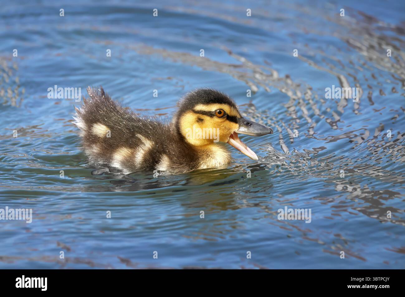 Le canard colvert (Anas platyrhynchos) nage avec son bec ouvert dans une eau bleu argenté Banque D'Images