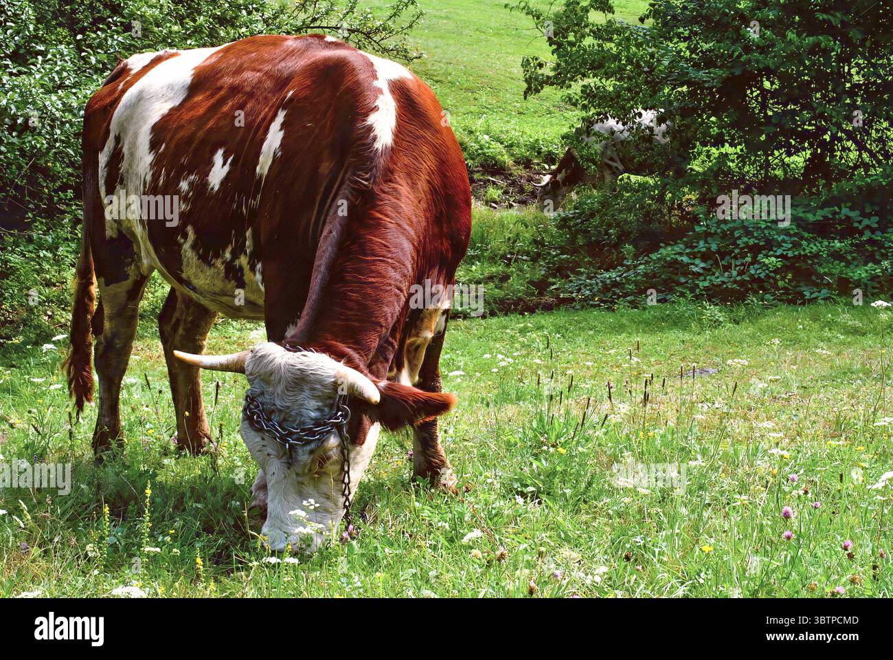 Vache à cornes broutant sur une prairie verte d'été avec des fleurs sauvages, portant un licker à chaîne métallique. Banque D'Images