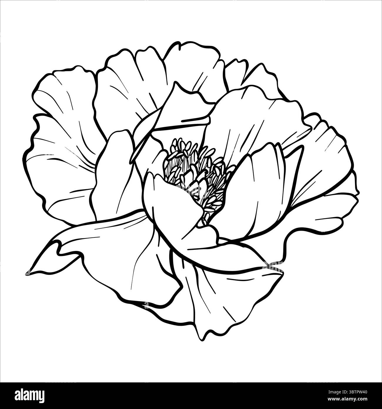 Illustration de fleur vectorielle pivoine. Dessin de plante dans le style d'art au trait. croquis de fleurs peints par des encres noires. Elément de contour graphique dessiné à la main. Élégant Illustration de Vecteur