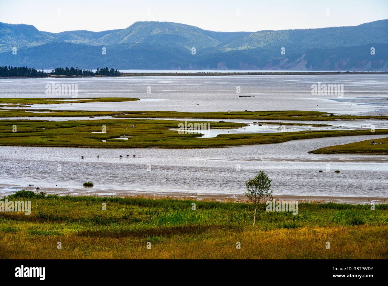 Marais salants, Gaspé, belle Anse, Québec QC, Canada Banque D'Images
