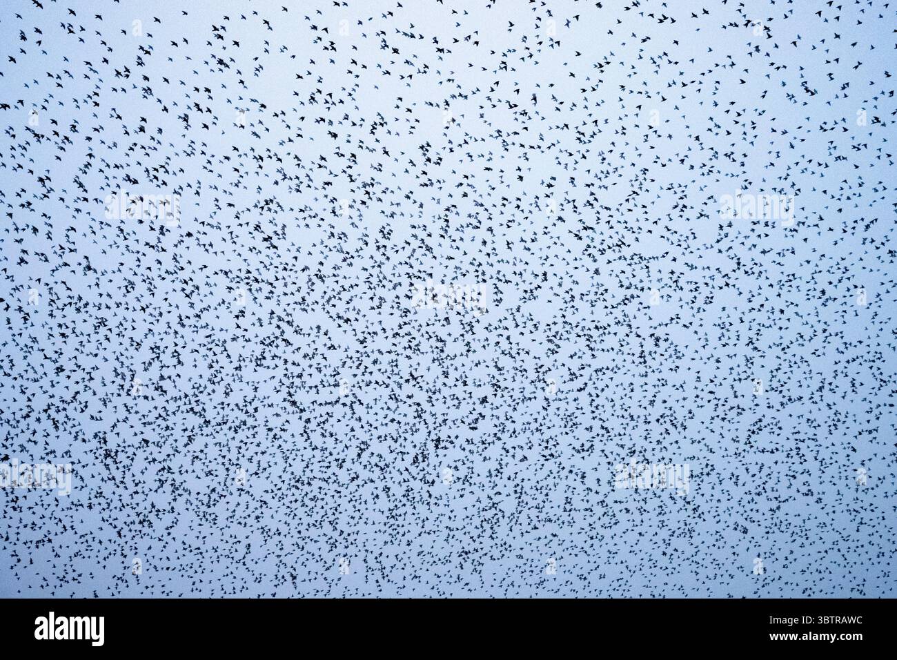 Murmuration d'étourneaux, Sturnus vulgaris, affluant dans le ciel au-dessus du mur de jambon dans les niveaux du Somerset au Royaume-Uni Banque D'Images