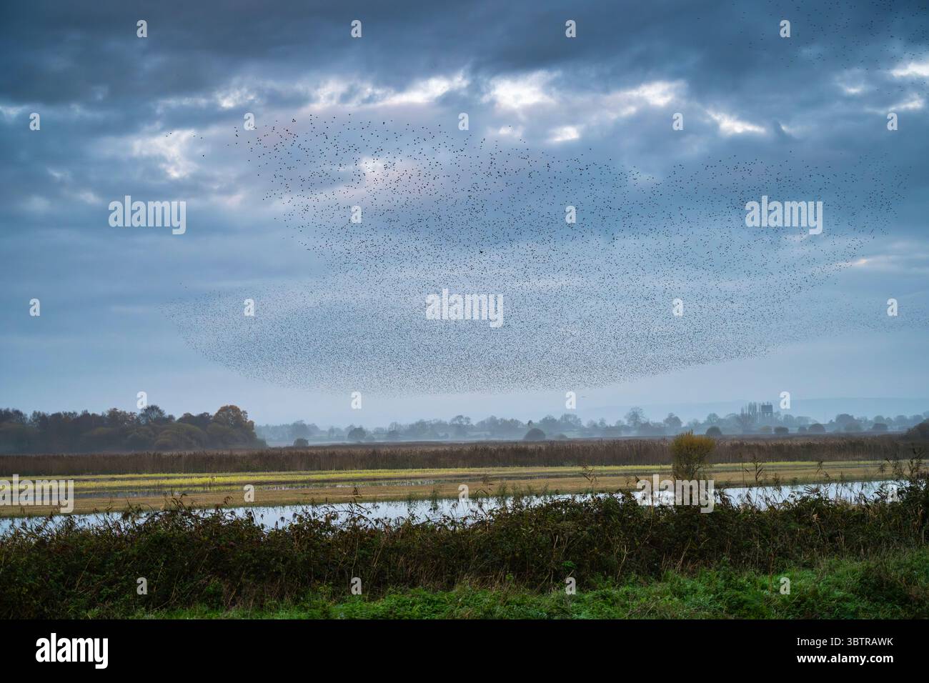 Murmure d'étourneaux, Sturnus vulgaris, affluence au mur de jambon en fin d'après-midi dans les niveaux du Somerset au Royaume-Uni Banque D'Images