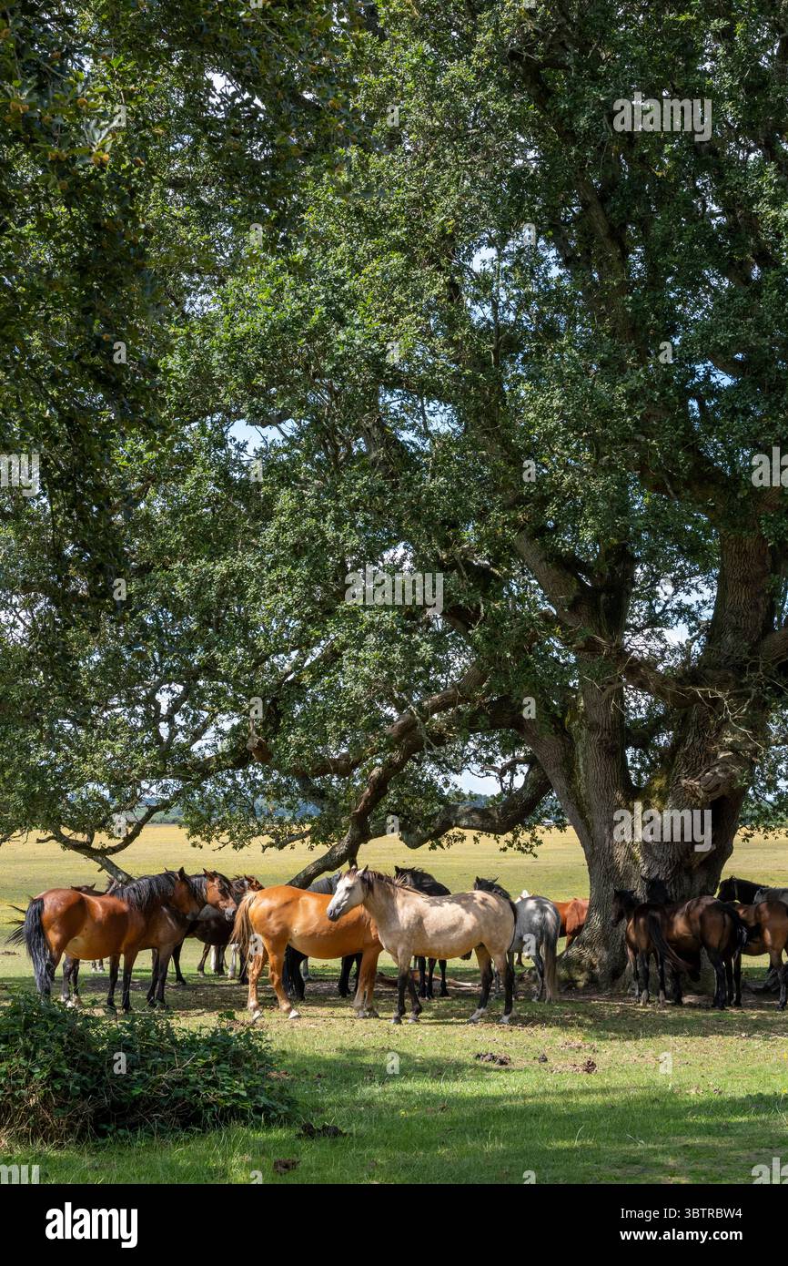 Poneys New Forest dans un troupeau sauvage abritant à l'ombre d'un ancien chêne, Quercus Virginiana, dans la New Forest, Hampshire, Angleterre Banque D'Images