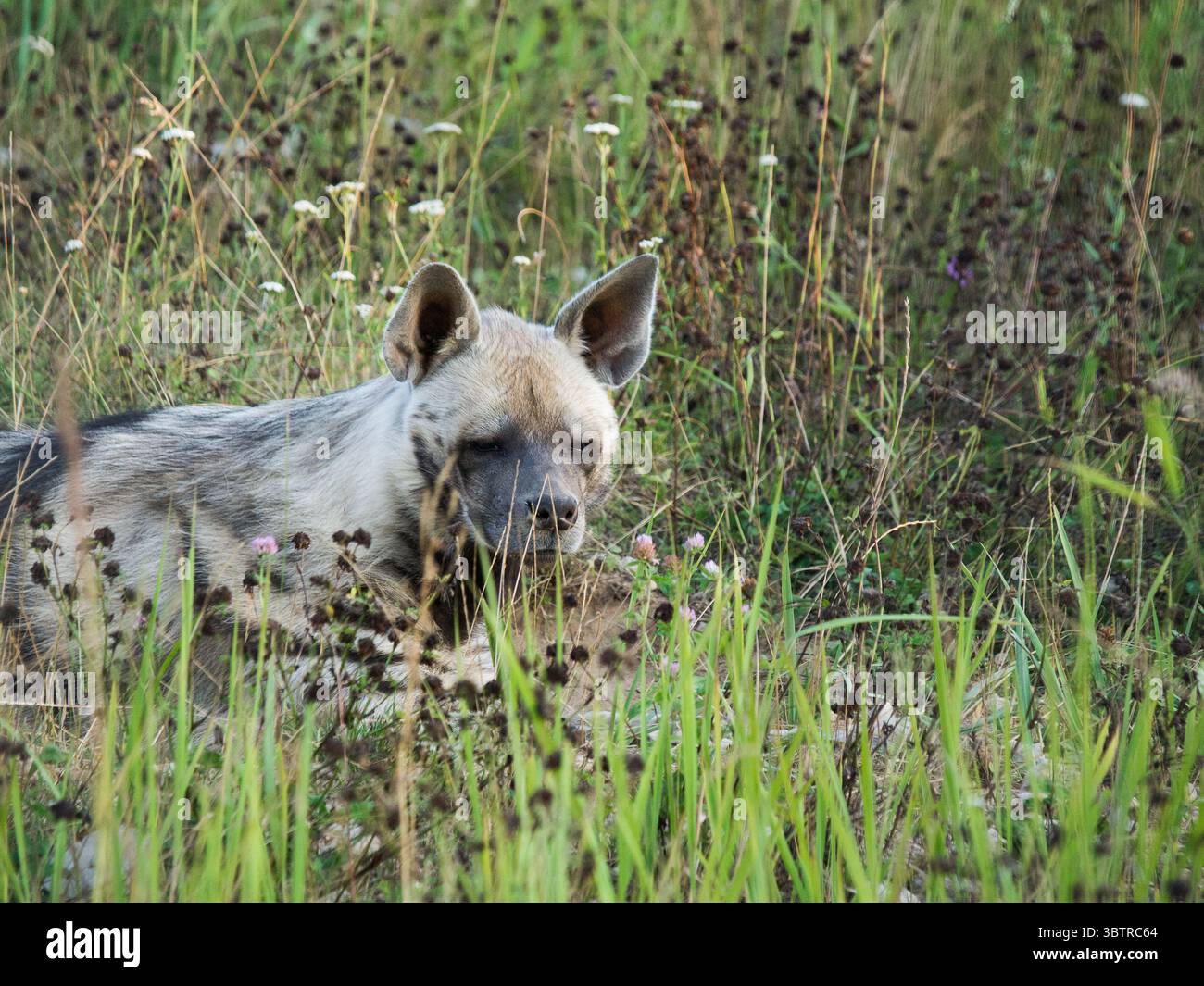 Une hyène tachetée reposant dans un champ herbeux entouré de fleurs sauvages - un moment de tranquillité dans l'habitat naturel sous la lumière douce du jour, le zoo de Tallinn Banque D'Images