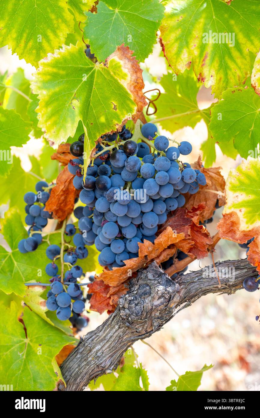 Raisins de vin rouge poussant en grappes sur vigne mature le long de la route du Rousillon dans la région viticole Languedoc-Roussillon du Sud-est de la France Banque D'Images