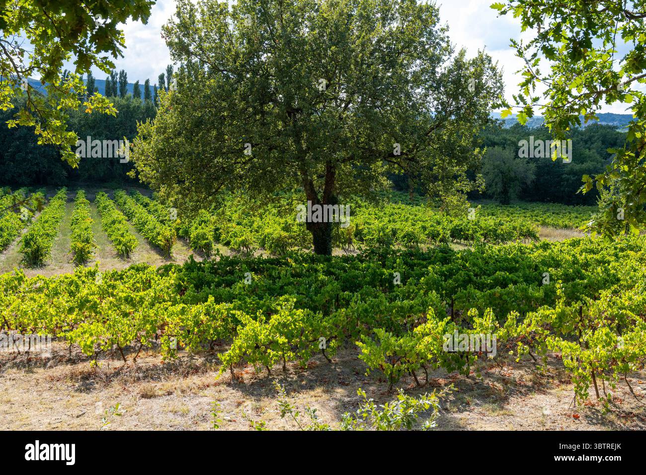Raisins de vin rouge poussant dans le vignoble le long de la route du Rousillon dans la région viticole Languedoc-Roussillon du Sud-est de la France Banque D'Images