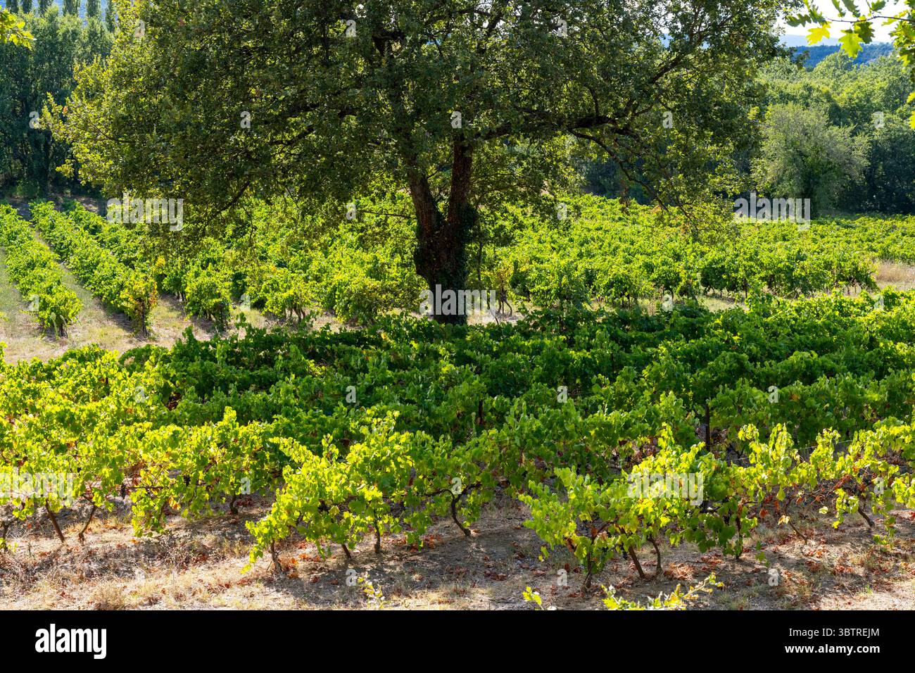 Raisins de vin rouge poussant dans le vignoble le long de la route du Rousillon dans la région viticole Languedoc-Roussillon du Sud-est de la France Banque D'Images