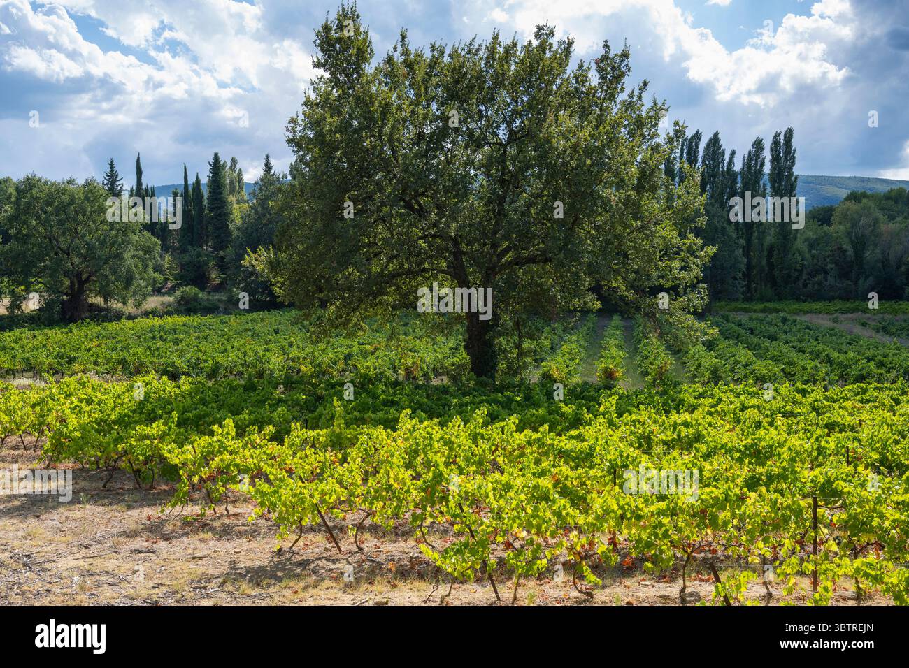 Raisins de vin rouge poussant dans le vignoble le long de la route du Rousillon dans la région viticole Languedoc-Roussillon du Sud-est de la France Banque D'Images