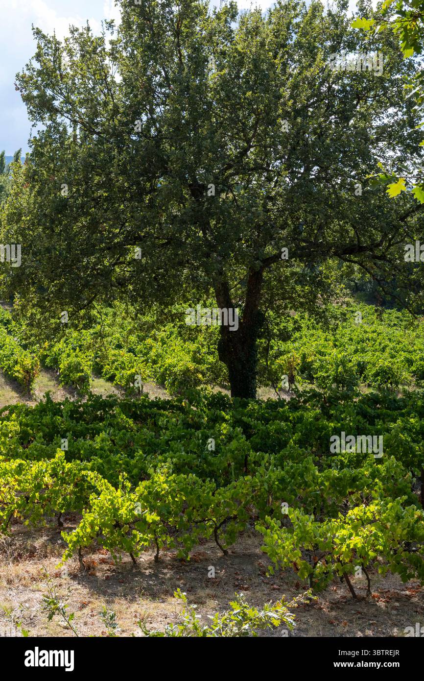 Raisins de vin rouge poussant dans le vignoble le long de la route du Rousillon dans la région viticole Languedoc-Roussillon du Sud-est de la France Banque D'Images