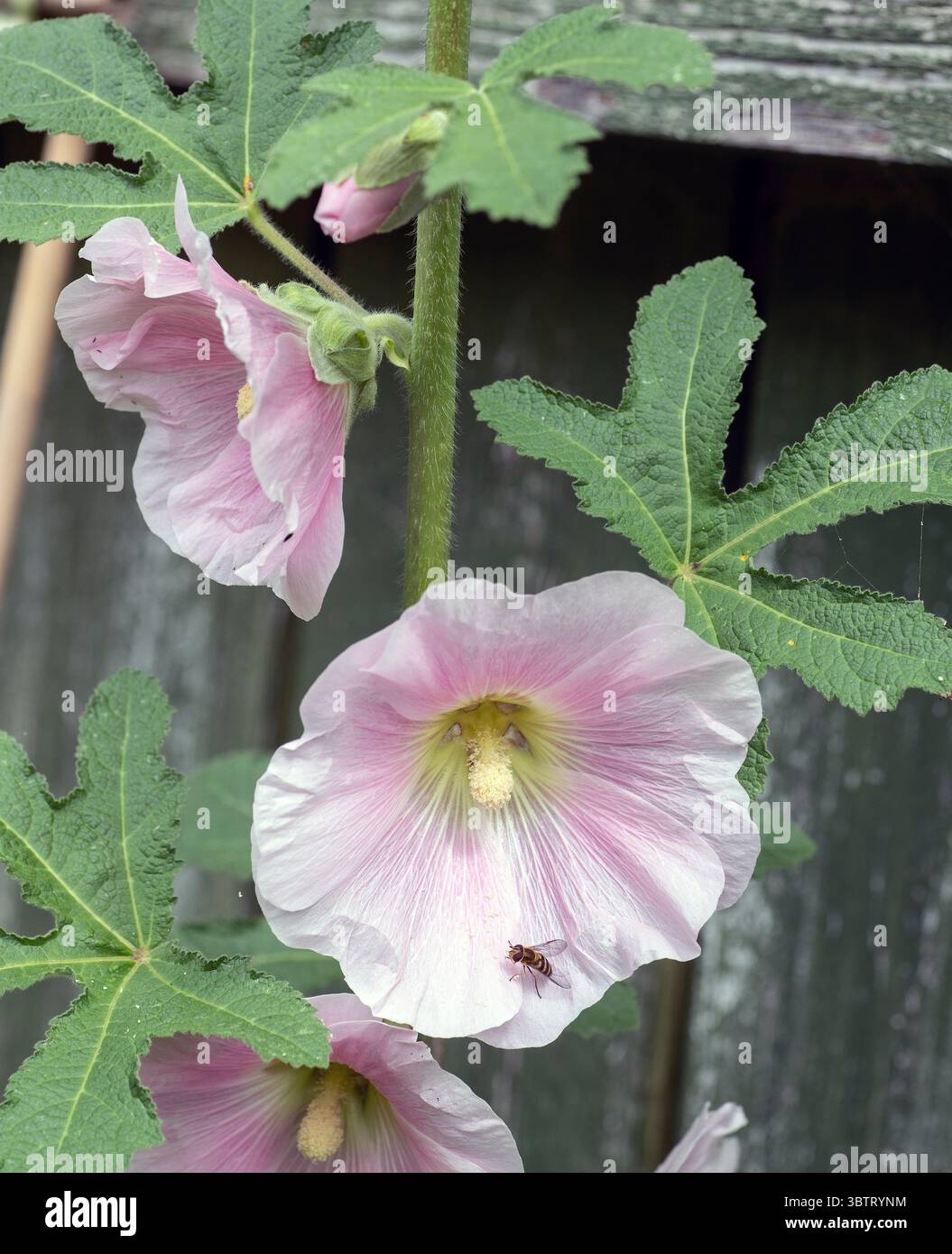 Hollyhock avec une abeille sur la fleur Banque D'Images