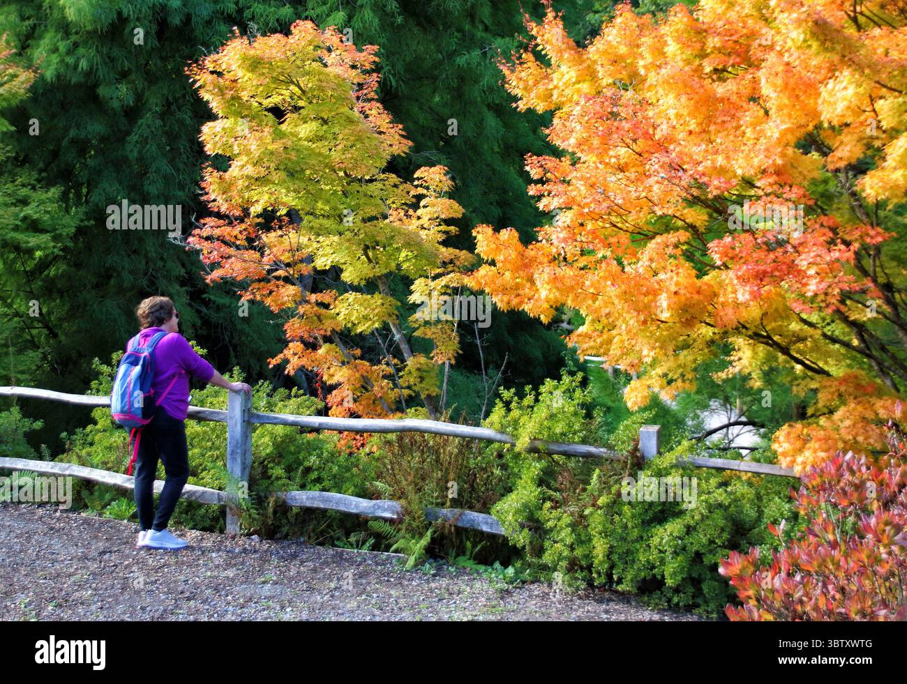 8 octobre 2020, Crawley, Sussex, Royaume-Uni : femme près d'une clôture admire les teintes dorées du feuillage d'automne à Crawley. Couleurs d'automne dans les jardins de Wakehurst place et Standen House autour de Crawley. (Crédit image : © Keith Mayhew/SOPA images via ZUMA Wire) Banque D'Images