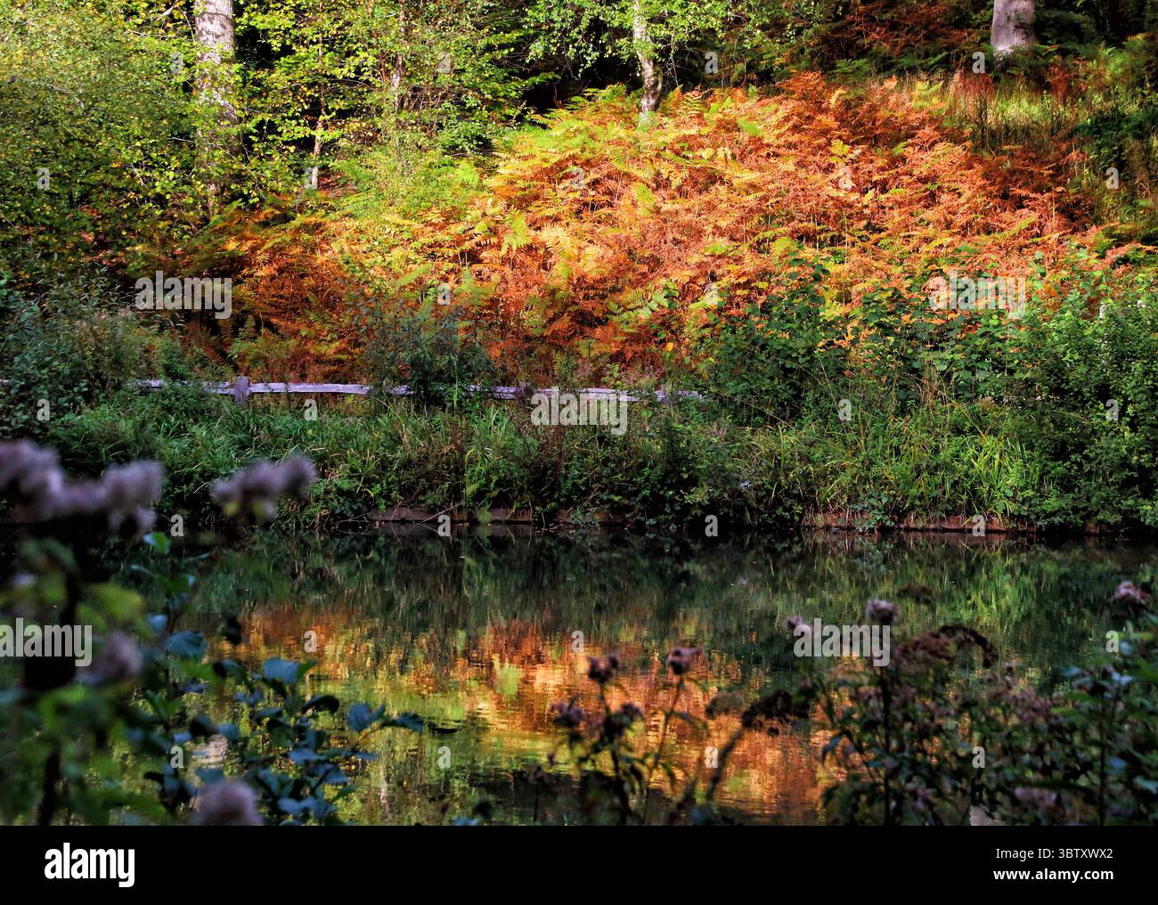 8 octobre 2020, Crawley, Sussex, Royaume-Uni : les fougères de couleur rouille se reflètent dans le lac de Crawley..couleurs d'automne dans les jardins de Wakehurst place et Standen House autour de Crawley. (Crédit image : © Keith Mayhew/SOPA images via ZUMA Wire) Banque D'Images