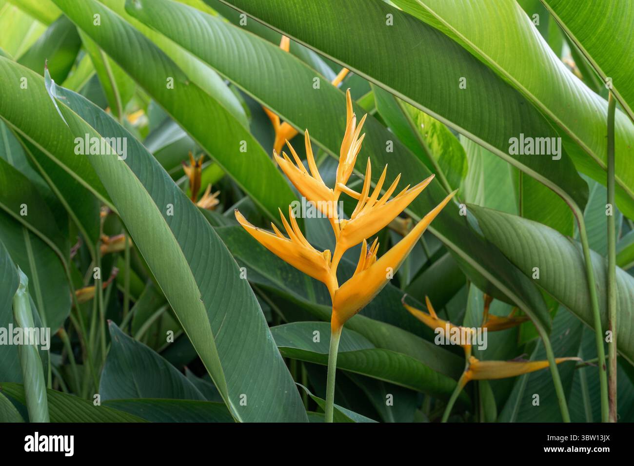 Gros plan d'une belle fleur jaune d'Heliconia, ou bec de perroquet, en pleine floraison, entourée de ses grandes feuilles vertes vibrantes dans la nature. Banque D'Images