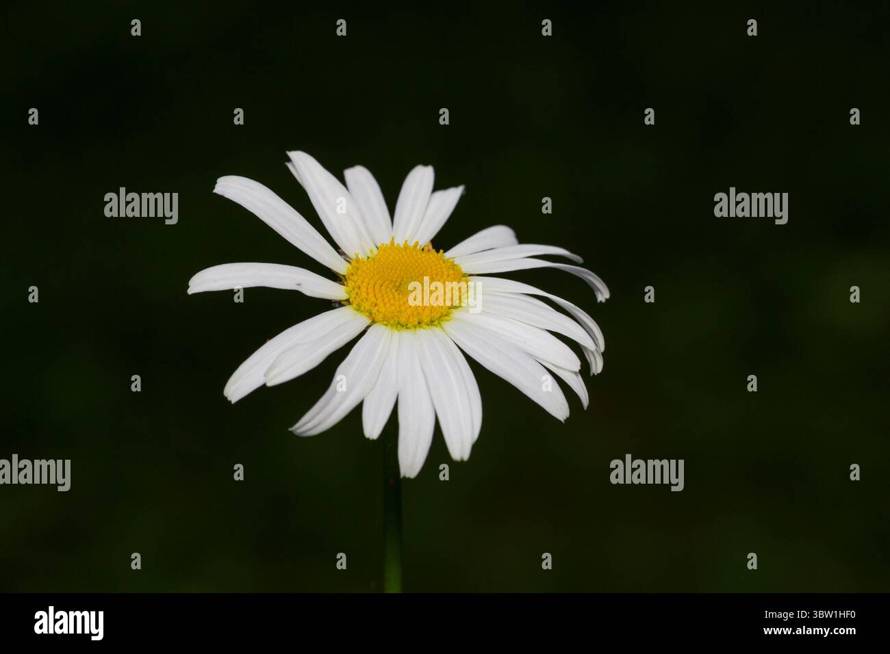 Gros plan d'une fleur de Marguerite en fleur Banque D'Images