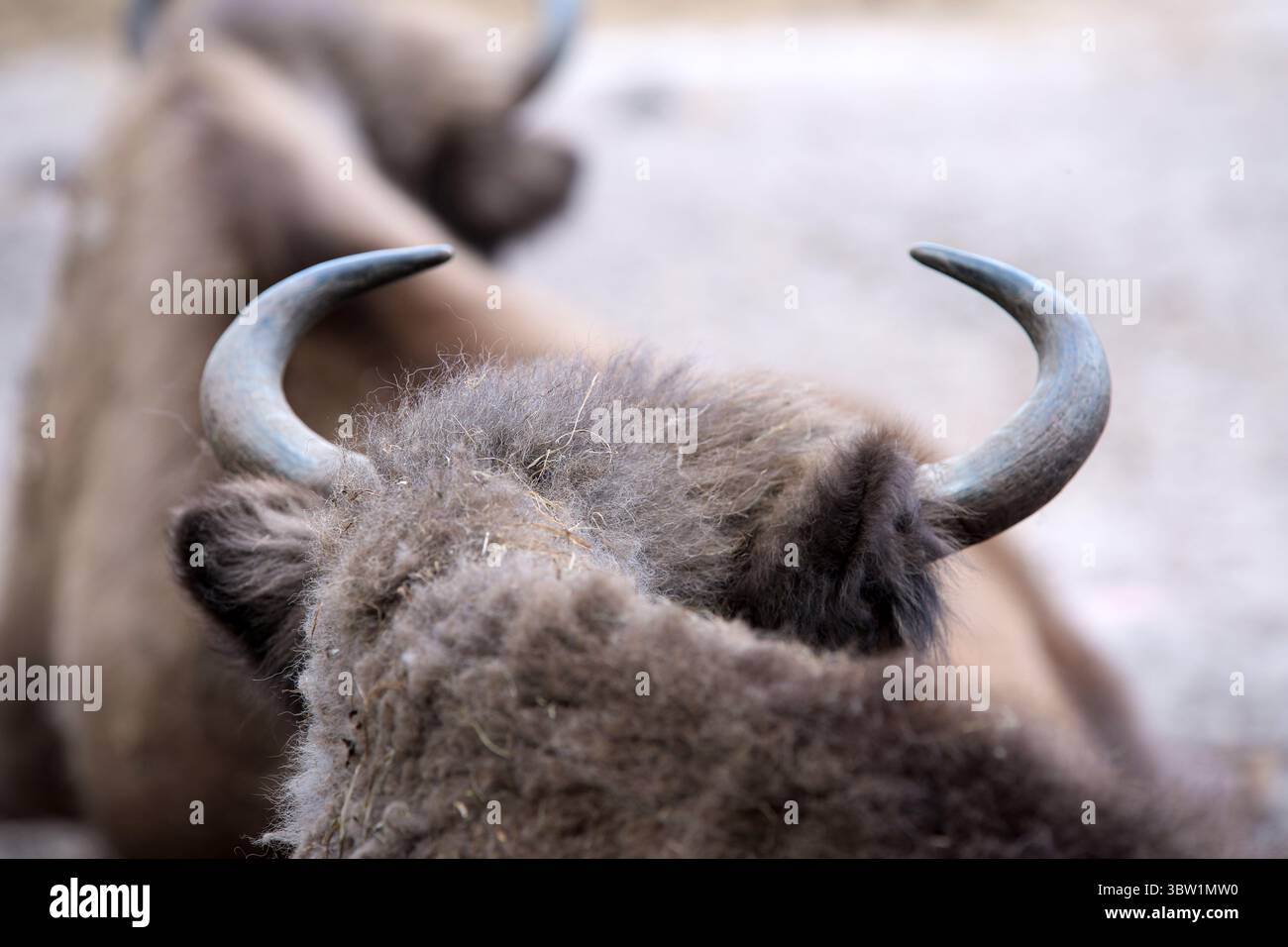 Bison des bois européen également connu sous le nom de Wissent, zubr ou Buffalo. Tête et cornes. Banque D'Images