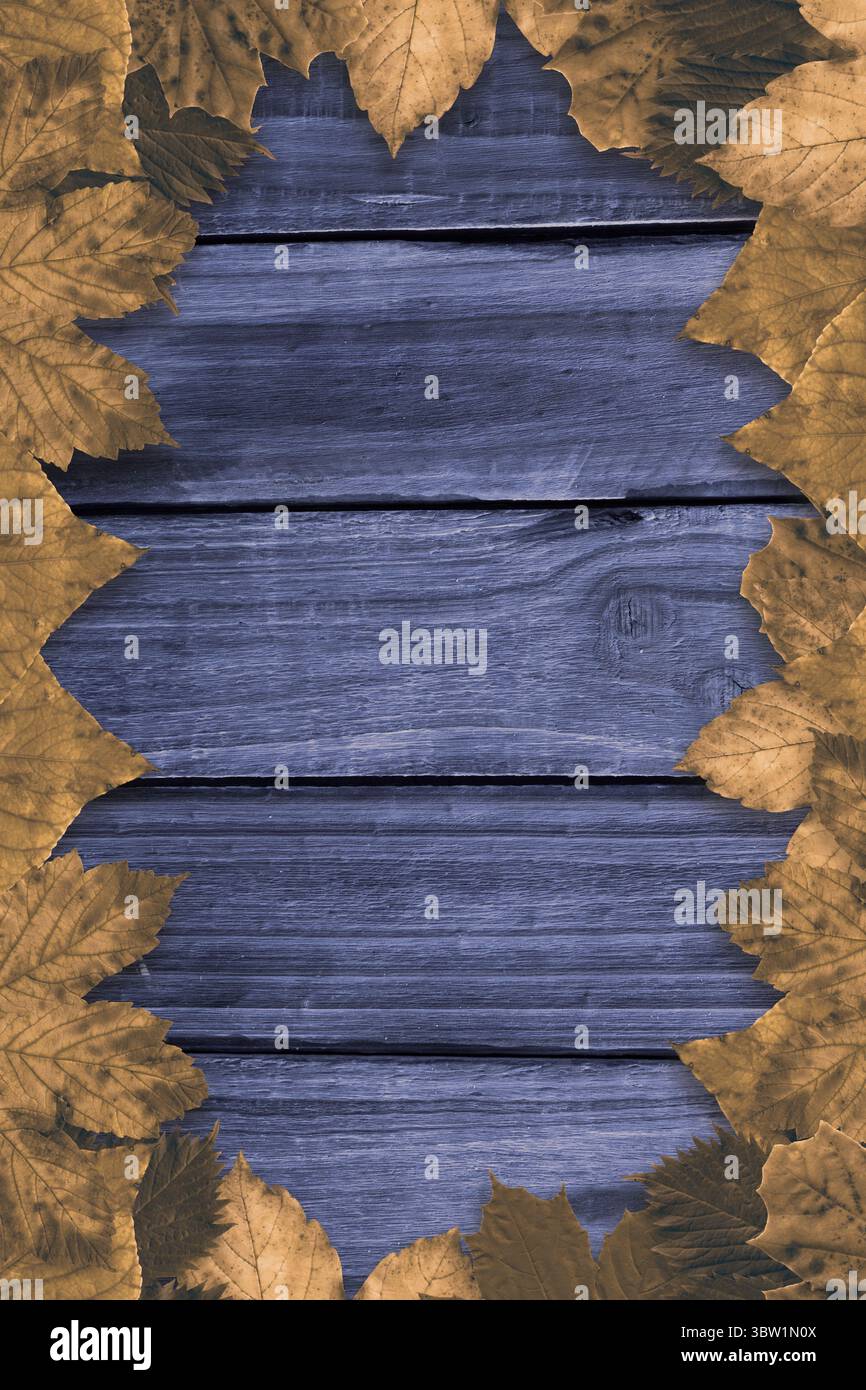 Des planches de bois peintes en bleu sont montrées sur une scène à plat, avec une bordure de feuilles brun doré séchées Banque D'Images Des planches de bois peintes en bleu sont montrées sur une scène à plat, avec une bordure de feuilles brun doré séchées Banque D'Images