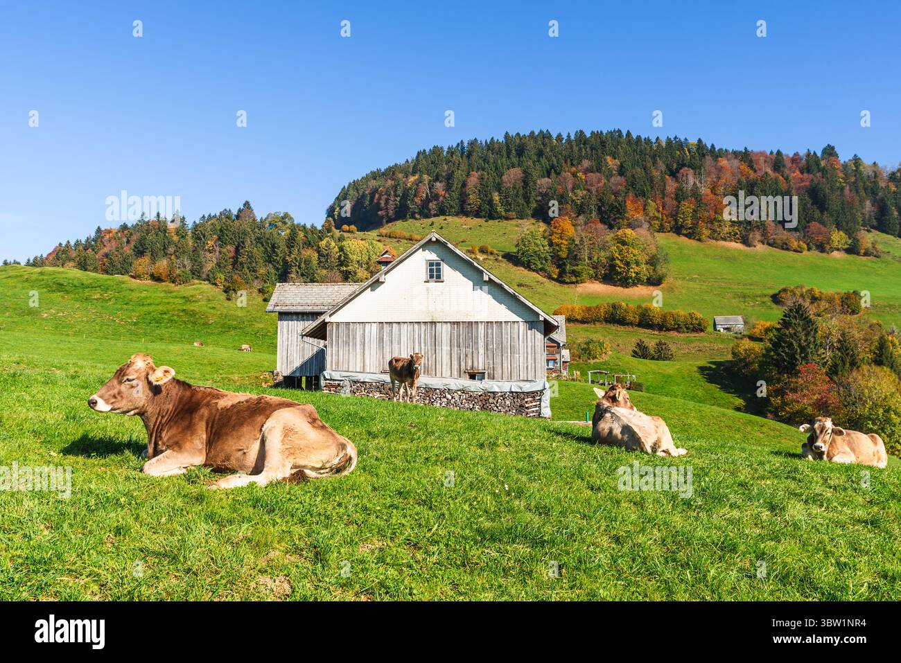Vaches laitières brunes sur un pâturage, paysage d'automne à Toggenburg, canton de tous Gallen, Suisse Banque D'Images
