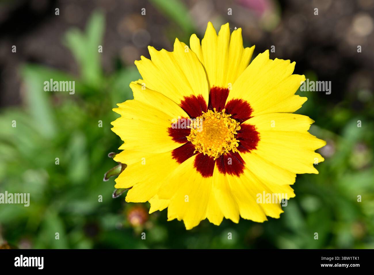 Fleur d'été jaune vif et rouge de graine de poulet à grandes fleurs, Coreopsis grandiflora Sun Kiss UK jardin juillet Banque D'Images