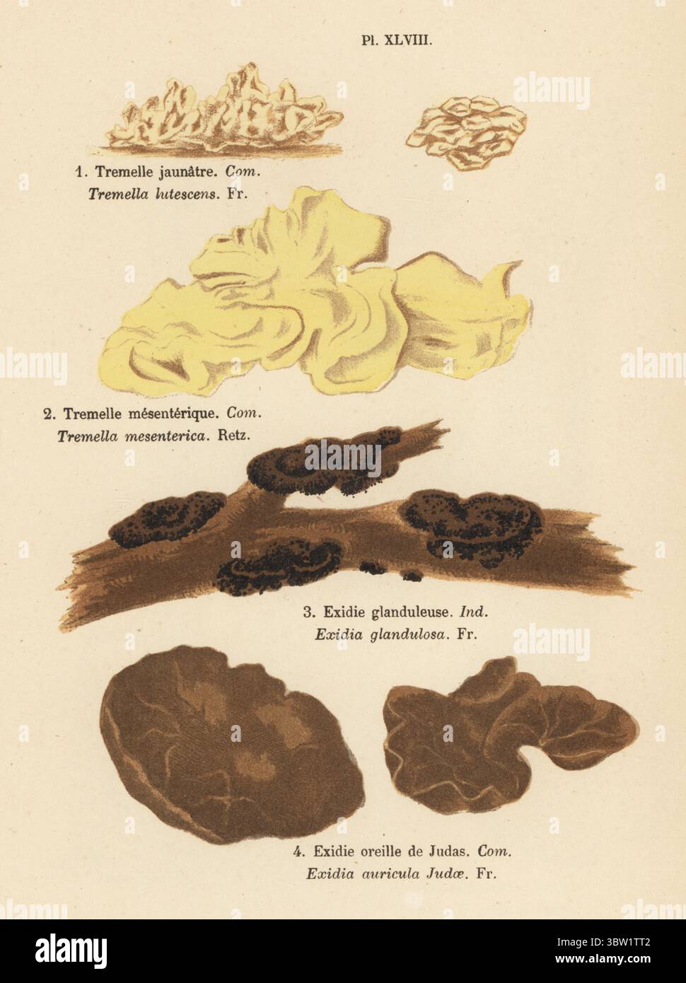 Cerveau jaune, Tremella mesenterica 1,2, beurre de sorcière, Exidia glandulosa 3, et oreille gelée, Auricularia auricula-judae 4. Tremelle jaunatre, Tremella lutescens, Tremelle mesenterique, Tremella mesenterica, exidie glanduleuse, Exidia glandulosa, Exidie oreille de Judas, Exidia auricula judae. Chromolithographie d'après une illustration botanique de la femme artiste aimée-Eugénie Delville-Cordier tirée de les champignons, histoire, description, culture, usages de François Simeon Cordier, champignons, histoire, description, culture, utilisation, J. Rothschild, Paris, 1876. Banque D'Images