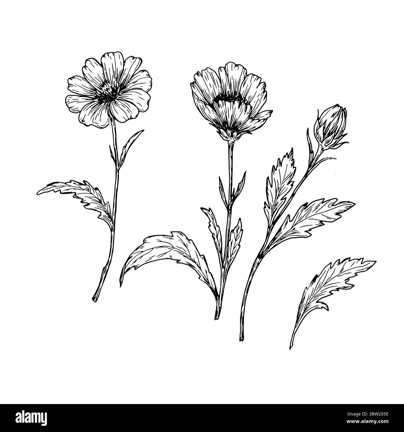 Fleurs sauvages avec des feuilles, un ensemble de silhouettes, un croquis noir et blanc. Illustration vectorielle. Pavot ou anémone, herbes forestières isolées sur un blanc Illustration de Vecteur