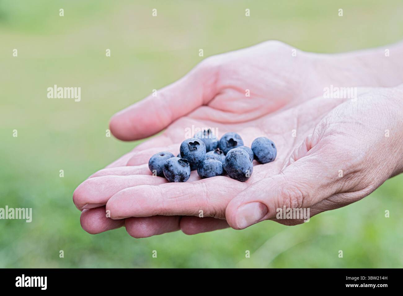 Gros plan de myrtille fraîche dans une main sur un fond naturel flou. Banque D'Images