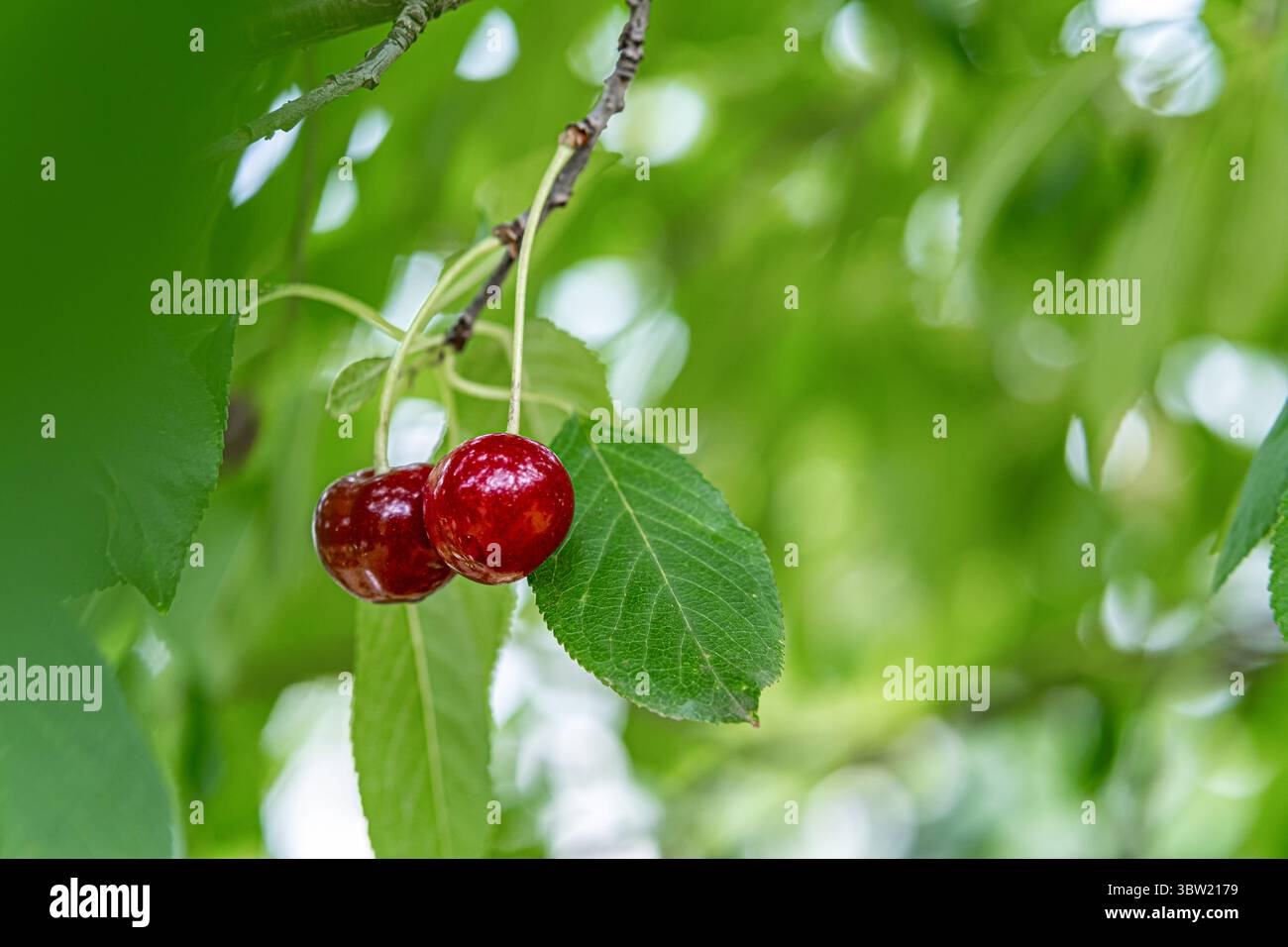 Gros plan de cerises mûres sur une branche avec des feuilles vertes vibrantes à l'extérieur. Récolte d'été, baies fraîches et collation naturelle. Banque D'Images