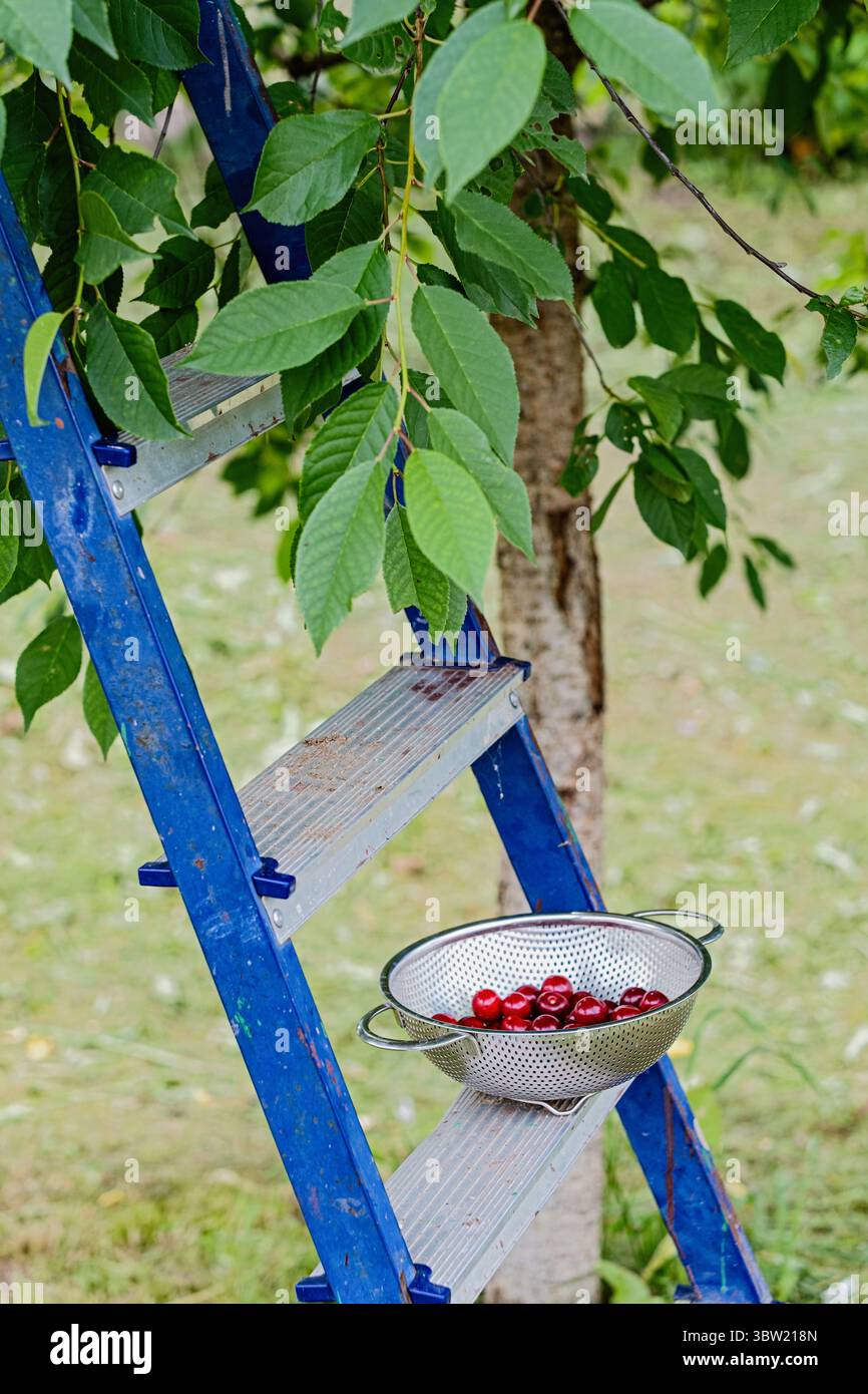Récolte de cerises fraîches dans une passoire en métal sur une échelle bleue sous un cerisier. Jardin, cueillette de fruits d'été, verger et concept d'aliments biologiques. Banque D'Images Récolte de cerises fraîches dans une passoire en métal sur une échelle bleue sous un cerisier. Jardin, cueillette de fruits d'été, verger et concept d'aliments biologiques. Banque D'Images