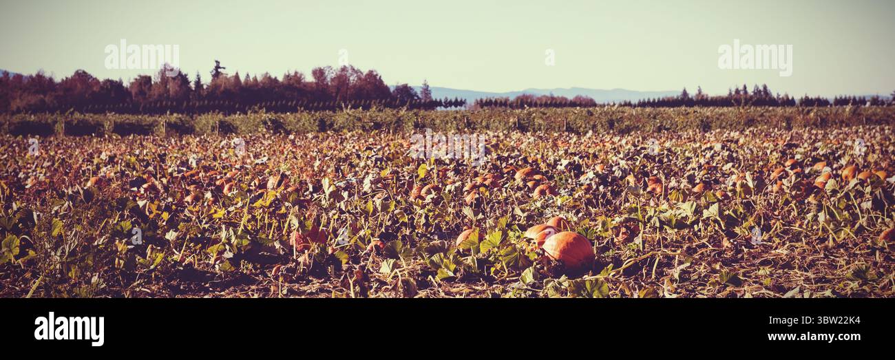 Les citrouilles orange reposent sur un sol labouré dans un design plat, avec des vignes, des feuilles séchées, la ligne des arbres Banque D'Images
