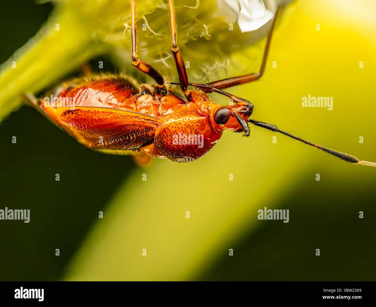 Photographie macro capturant une vue détaillée d'une plante à taches rouges perchée sur une fleur jaune. Banque D'Images