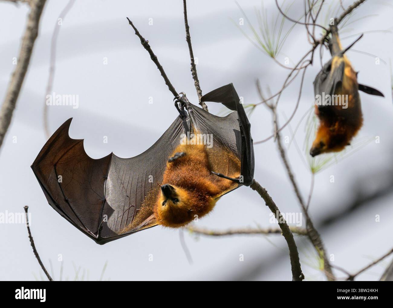 Une chauve-souris mauricienne aux fruits ou un renard volant Banque D'Images