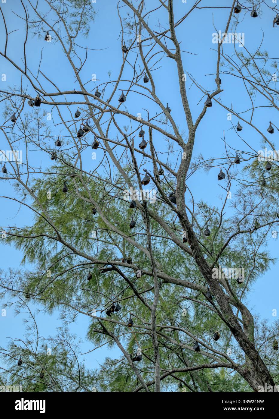 Chauves-souris mauriciennes aux fruits reposant haut dans un arbre Banque D'Images