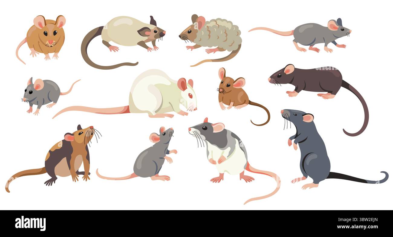 Collection de rats. Souris et rats mignons de bande dessinée, adorable petit comique différents personnages de rongeurs, souris plates et rats animaux domestiques. Caractères isolés par vecteur Illustration de Vecteur