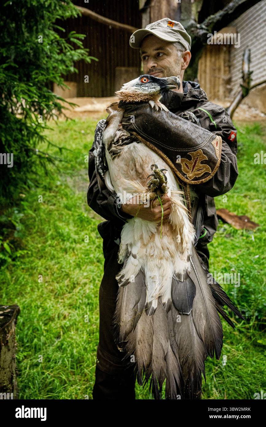 Liberec, République tchèque. 13 juillet 2025. La femelle Vulture barbu nommée Bozena est partie du zoo de Liberec en Espagne à la recherche d'un nouveau mâle le dimanche 13 juillet 2025. Sa partenaire de longue date Pista est décédée l'année dernière. Il s'agissait du couple d'oiseaux de proie le plus célèbre du zoo de Liberec, qui a également apporté une contribution significative au programme européen de rapatriement pour le retour des vautours barbus dans la nature. Le couple a élevé 18 poussins, dont neuf ont été relâchés dans la nature et les autres sont dans des installations d'élevage à travers l'Europe. Crédit : Radek Petrasek/CTK photo/Alamy Live News Banque D'Images