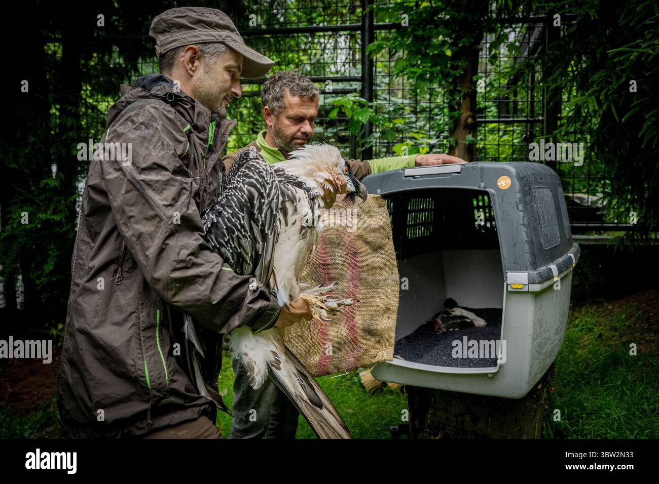 Liberec, République tchèque. 13 juillet 2025. La femelle Vulture barbu nommée Bozena est partie du zoo de Liberec en Espagne à la recherche d'un nouveau mâle le dimanche 13 juillet 2025. Sa partenaire de longue date Pista est décédée l'année dernière. Il s'agissait du couple d'oiseaux de proie le plus célèbre du zoo de Liberec, qui a également apporté une contribution significative au programme européen de rapatriement pour le retour des vautours barbus dans la nature. Le couple a élevé 18 poussins, dont neuf ont été relâchés dans la nature et les autres sont dans des installations d'élevage à travers l'Europe. Crédit : Radek Petrasek/CTK photo/Alamy Live News Banque D'Images
