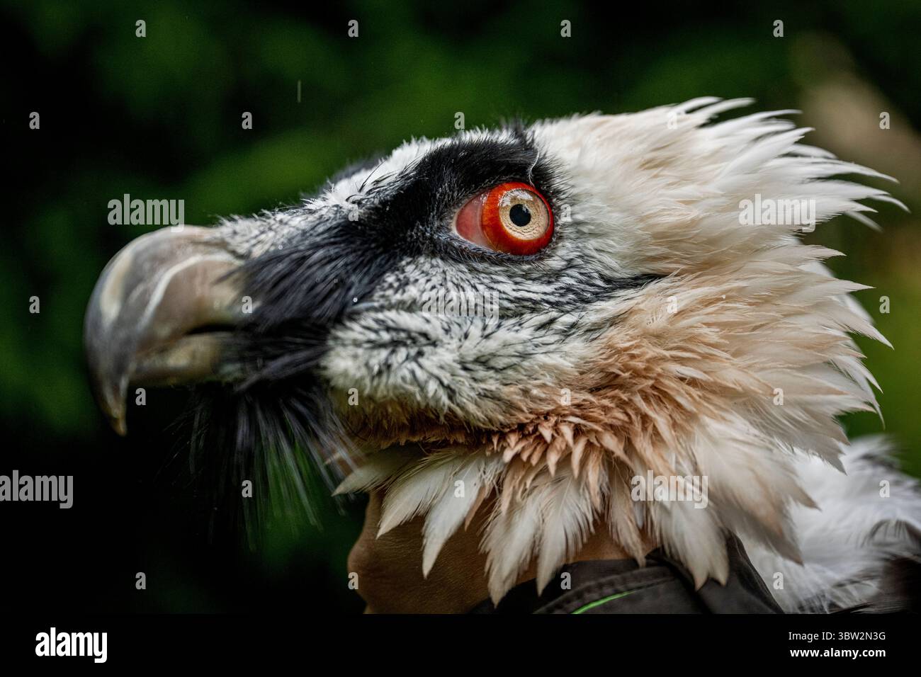 Liberec, République tchèque. 13 juillet 2025. La femelle Vulture barbu nommée Bozena est partie du zoo de Liberec en Espagne à la recherche d'un nouveau mâle le dimanche 13 juillet 2025. Sa partenaire de longue date Pista est décédée l'année dernière. Il s'agissait du couple d'oiseaux de proie le plus célèbre du zoo de Liberec, qui a également apporté une contribution significative au programme européen de rapatriement pour le retour des vautours barbus dans la nature. Le couple a élevé 18 poussins, dont neuf ont été relâchés dans la nature et les autres sont dans des installations d'élevage à travers l'Europe. Crédit : Radek Petrasek/CTK photo/Alamy Live News Banque D'Images