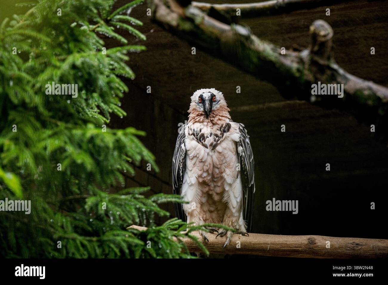 Liberec, République tchèque. 13 juillet 2025. La femelle Vulture barbu nommée Bozena est partie du zoo de Liberec en Espagne à la recherche d'un nouveau mâle le dimanche 13 juillet 2025. Sa partenaire de longue date Pista est décédée l'année dernière. Il s'agissait du couple d'oiseaux de proie le plus célèbre du zoo de Liberec, qui a également apporté une contribution significative au programme européen de rapatriement pour le retour des vautours barbus dans la nature. Le couple a élevé 18 poussins, dont neuf ont été relâchés dans la nature et les autres sont dans des installations d'élevage à travers l'Europe. Crédit : Radek Petrasek/CTK photo/Alamy Live News Banque D'Images