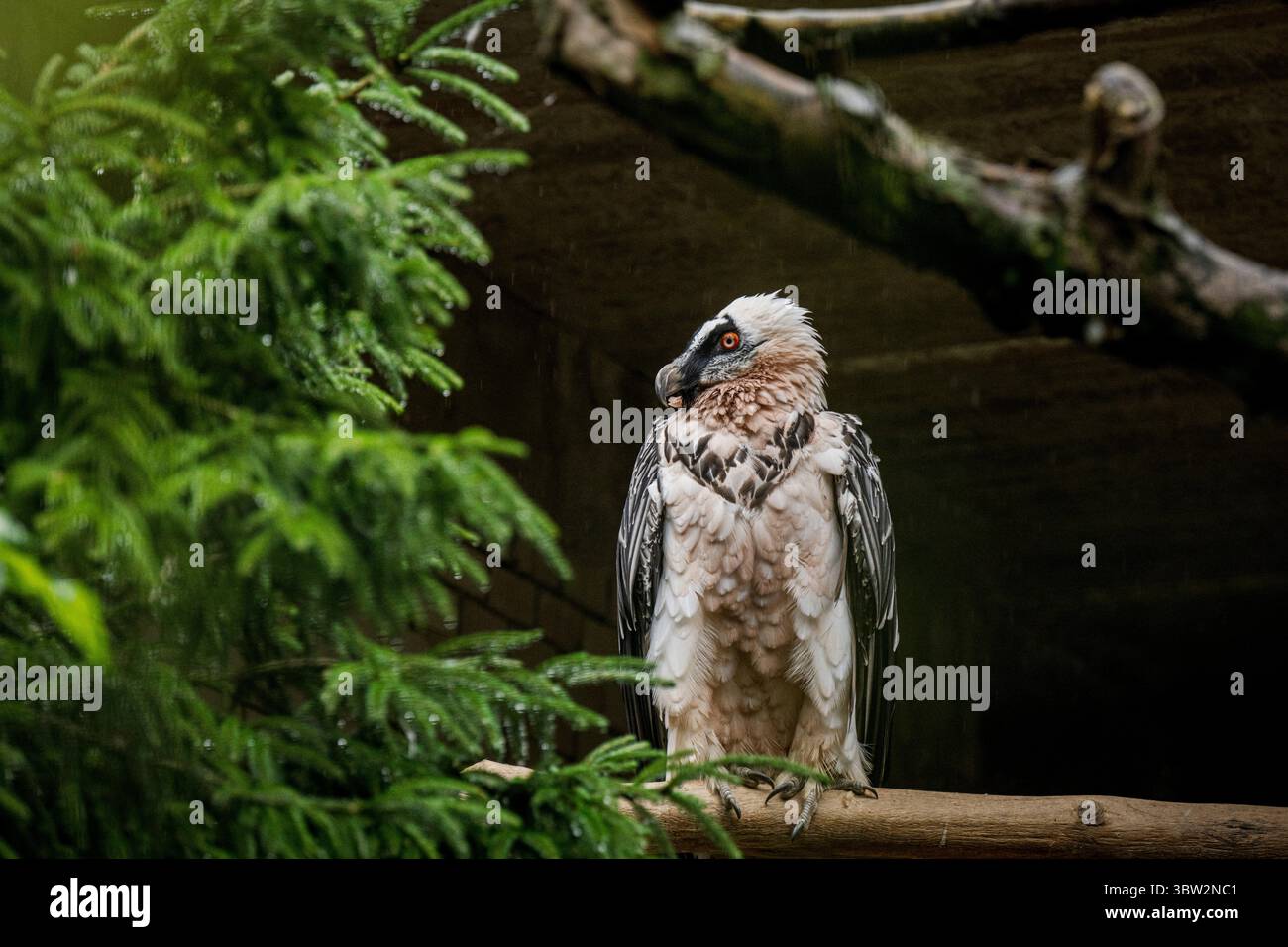 Liberec, République tchèque. 13 juillet 2025. La femelle Vulture barbu nommée Bozena est partie du zoo de Liberec en Espagne à la recherche d'un nouveau mâle le dimanche 13 juillet 2025. Sa partenaire de longue date Pista est décédée l'année dernière. Il s'agissait du couple d'oiseaux de proie le plus célèbre du zoo de Liberec, qui a également apporté une contribution significative au programme européen de rapatriement pour le retour des vautours barbus dans la nature. Le couple a élevé 18 poussins, dont neuf ont été relâchés dans la nature et les autres sont dans des installations d'élevage à travers l'Europe. Crédit : Radek Petrasek/CTK photo/Alamy Live News Banque D'Images
