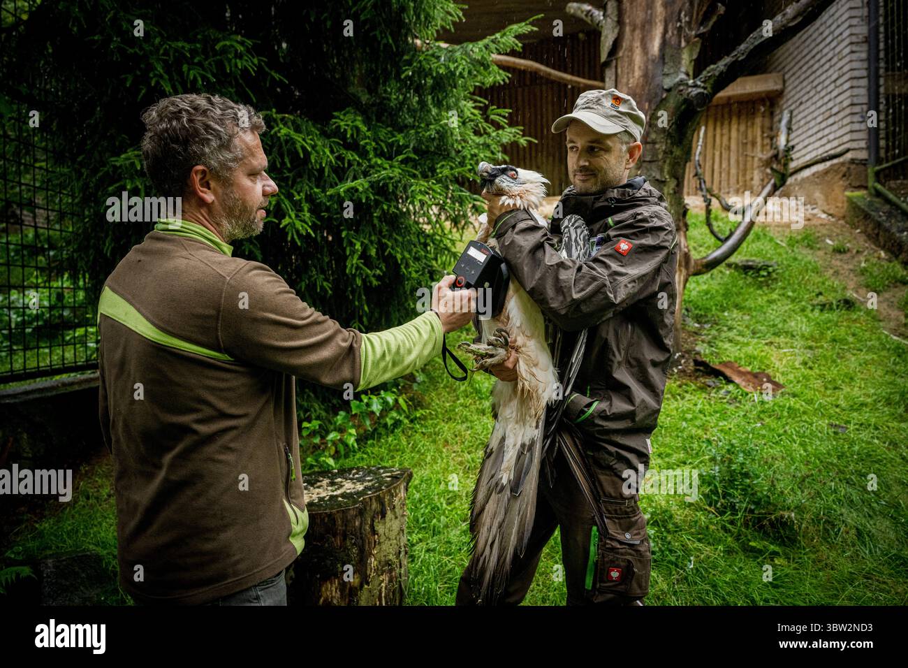 Liberec, République tchèque. 13 juillet 2025. La femelle Vulture barbu nommée Bozena est partie du zoo de Liberec en Espagne à la recherche d'un nouveau mâle le dimanche 13 juillet 2025. Sa partenaire de longue date Pista est décédée l'année dernière. Il s'agissait du couple d'oiseaux de proie le plus célèbre du zoo de Liberec, qui a également apporté une contribution significative au programme européen de rapatriement pour le retour des vautours barbus dans la nature. Le couple a élevé 18 poussins, dont neuf ont été relâchés dans la nature et les autres sont dans des installations d'élevage à travers l'Europe. Crédit : Radek Petrasek/CTK photo/Alamy Live News Banque D'Images
