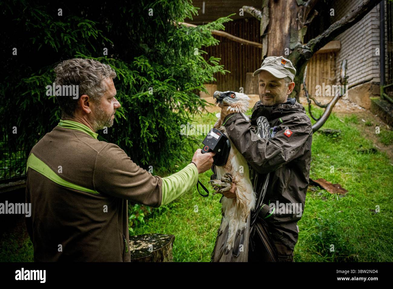 Liberec, République tchèque. 13 juillet 2025. La femelle Vulture barbu nommée Bozena est partie du zoo de Liberec en Espagne à la recherche d'un nouveau mâle le dimanche 13 juillet 2025. Sa partenaire de longue date Pista est décédée l'année dernière. Il s'agissait du couple d'oiseaux de proie le plus célèbre du zoo de Liberec, qui a également apporté une contribution significative au programme européen de rapatriement pour le retour des vautours barbus dans la nature. Le couple a élevé 18 poussins, dont neuf ont été relâchés dans la nature et les autres sont dans des installations d'élevage à travers l'Europe. Crédit : Radek Petrasek/CTK photo/Alamy Live News Banque D'Images