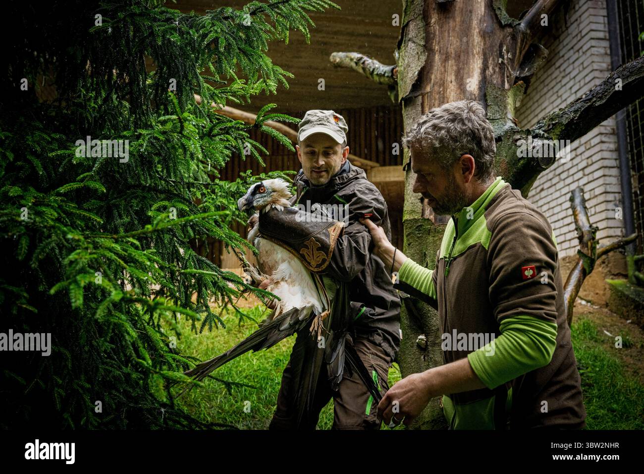 La femelle Vulture barbu nommée Bozena est partie du zoo de Liberec en Espagne à la recherche d'un nouveau mâle le dimanche 13 juillet 2025. Sa partenaire de longue date Pista est décédée l'année dernière. Il s'agissait du couple d'oiseaux de proie le plus célèbre du zoo de Liberec, qui a également apporté une contribution significative au programme européen de rapatriement pour le retour des vautours barbus dans la nature. Le couple a élevé 18 poussins, dont neuf ont été relâchés dans la nature et les autres sont dans des installations d'élevage à travers l'Europe. (CTK photo/Radek Petrasek) Banque D'Images