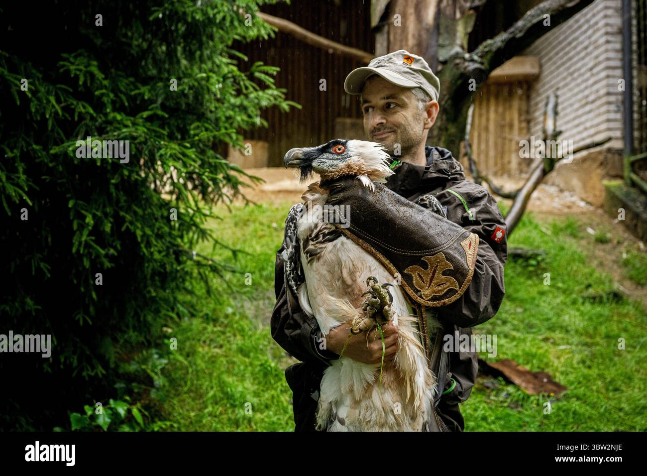 La femelle Vulture barbu nommée Bozena est partie du zoo de Liberec en Espagne à la recherche d'un nouveau mâle le dimanche 13 juillet 2025. Sa partenaire de longue date Pista est décédée l'année dernière. Il s'agissait du couple d'oiseaux de proie le plus célèbre du zoo de Liberec, qui a également apporté une contribution significative au programme européen de rapatriement pour le retour des vautours barbus dans la nature. Le couple a élevé 18 poussins, dont neuf ont été relâchés dans la nature et les autres sont dans des installations d'élevage à travers l'Europe. (CTK photo/Radek Petrasek) Banque D'Images