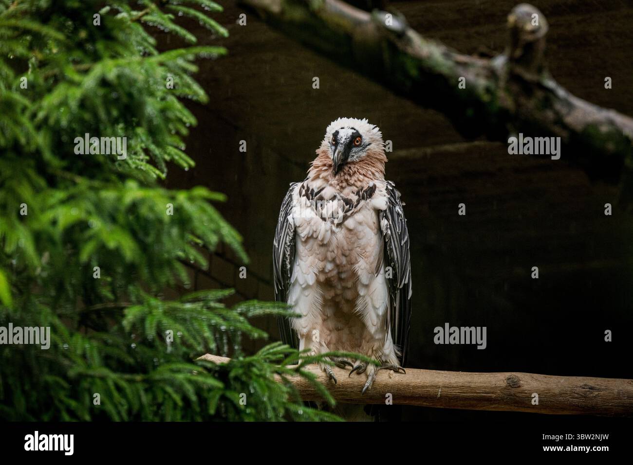 La femelle Vulture barbu nommée Bozena est partie du zoo de Liberec en Espagne à la recherche d'un nouveau mâle le dimanche 13 juillet 2025. Sa partenaire de longue date Pista est décédée l'année dernière. Il s'agissait du couple d'oiseaux de proie le plus célèbre du zoo de Liberec, qui a également apporté une contribution significative au programme européen de rapatriement pour le retour des vautours barbus dans la nature. Le couple a élevé 18 poussins, dont neuf ont été relâchés dans la nature et les autres sont dans des installations d'élevage à travers l'Europe. (CTK photo/Radek Petrasek) Banque D'Images