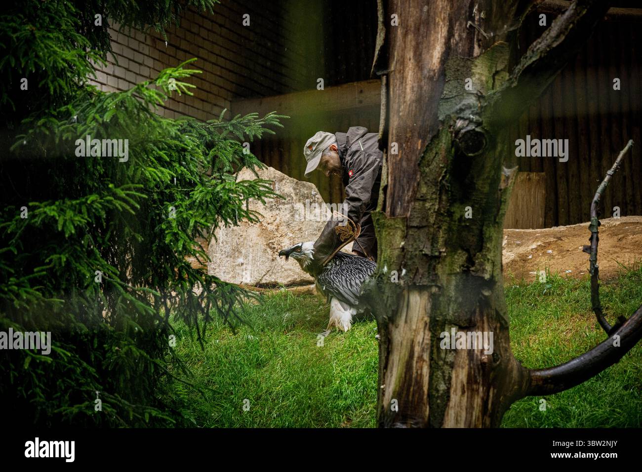 La femelle Vulture barbu nommée Bozena est partie du zoo de Liberec en Espagne à la recherche d'un nouveau mâle le dimanche 13 juillet 2025. Sa partenaire de longue date Pista est décédée l'année dernière. Il s'agissait du couple d'oiseaux de proie le plus célèbre du zoo de Liberec, qui a également apporté une contribution significative au programme européen de rapatriement pour le retour des vautours barbus dans la nature. Le couple a élevé 18 poussins, dont neuf ont été relâchés dans la nature et les autres sont dans des installations d'élevage à travers l'Europe. (CTK photo/Radek Petrasek) Banque D'Images