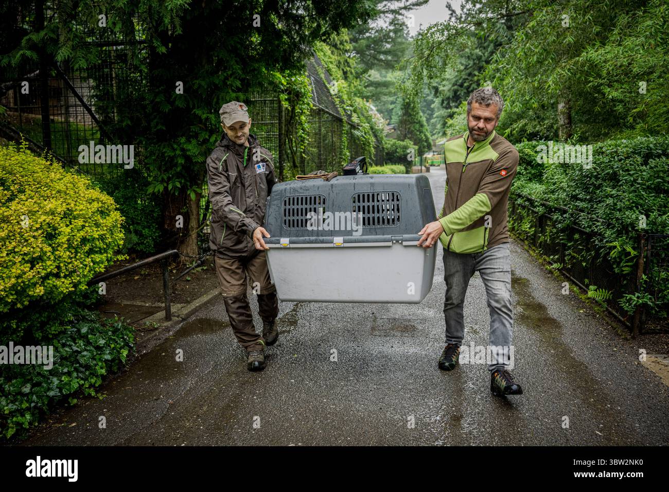 La femelle Vulture barbu nommée Bozena est partie du zoo de Liberec en Espagne à la recherche d'un nouveau mâle le dimanche 13 juillet 2025. Sa partenaire de longue date Pista est décédée l'année dernière. Il s'agissait du couple d'oiseaux de proie le plus célèbre du zoo de Liberec, qui a également apporté une contribution significative au programme européen de rapatriement pour le retour des vautours barbus dans la nature. Le couple a élevé 18 poussins, dont neuf ont été relâchés dans la nature et les autres sont dans des installations d'élevage à travers l'Europe. (CTK photo/Radek Petrasek) Banque D'Images
